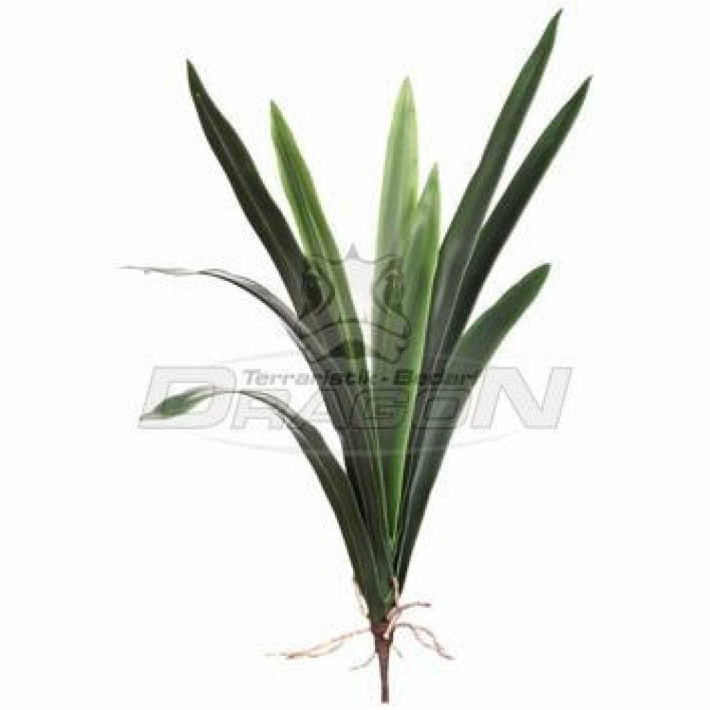 Orchideen, Luftwurzeln, Laub